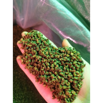 云南青花椒麻椒500g青花椒酸菜鱼底料串串香冒菜火锅底料