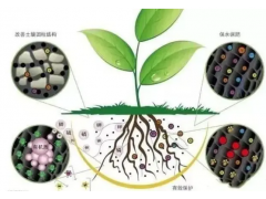 山东天鹰生物农业小知识：种地要养地，补菌是关键