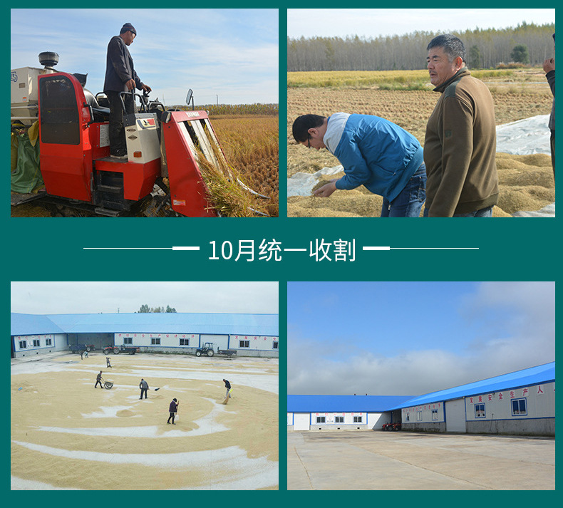 大米内页_15