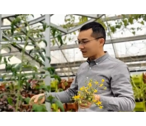 鱼菜高分享番茄树种植的小技巧，先长秧子做好造型再好好结果