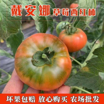 康然水果生鲜批发戴安娜草莓西红柿番茄洋柿子生吃西红柿2.5斤装