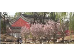 花开飘香引客来 农民致富增渠道