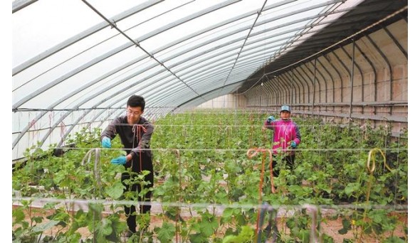 新型农业发展模式助村民增收致富