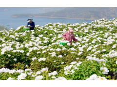河南洛阳：黄河岸边开出“致富花”