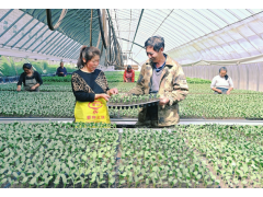 农技推广 助农致富