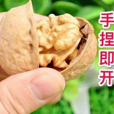 新货新疆特产阿克苏185纸皮核桃 薄皮核桃 新疆纸皮核桃散装批发