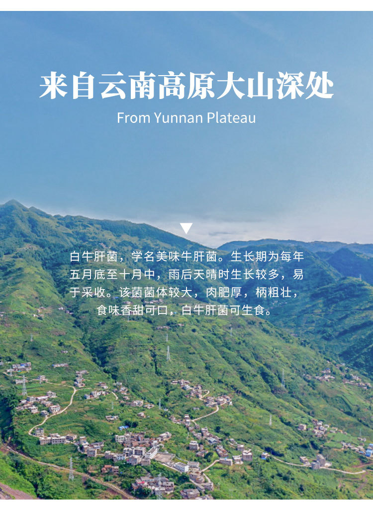 干片美味牛肝菌详情页zz_04.jpg