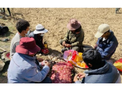 壤塘茸木达乡：打好致富金“蒜”盘