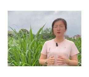 #牧草 #农业 #养殖 你还不知道哪种牧草产量最高，哪种牧草营养最高，小琴告诉你