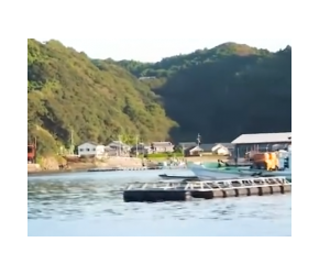 养殖的金枪鱼为何这么贵#纪录片#海鲜#乡村守护人#金枪鱼#养殖