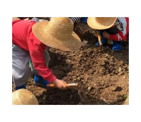 种植甘蔗