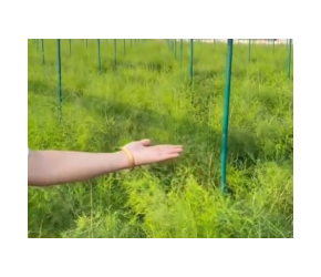 如何种植芦笋