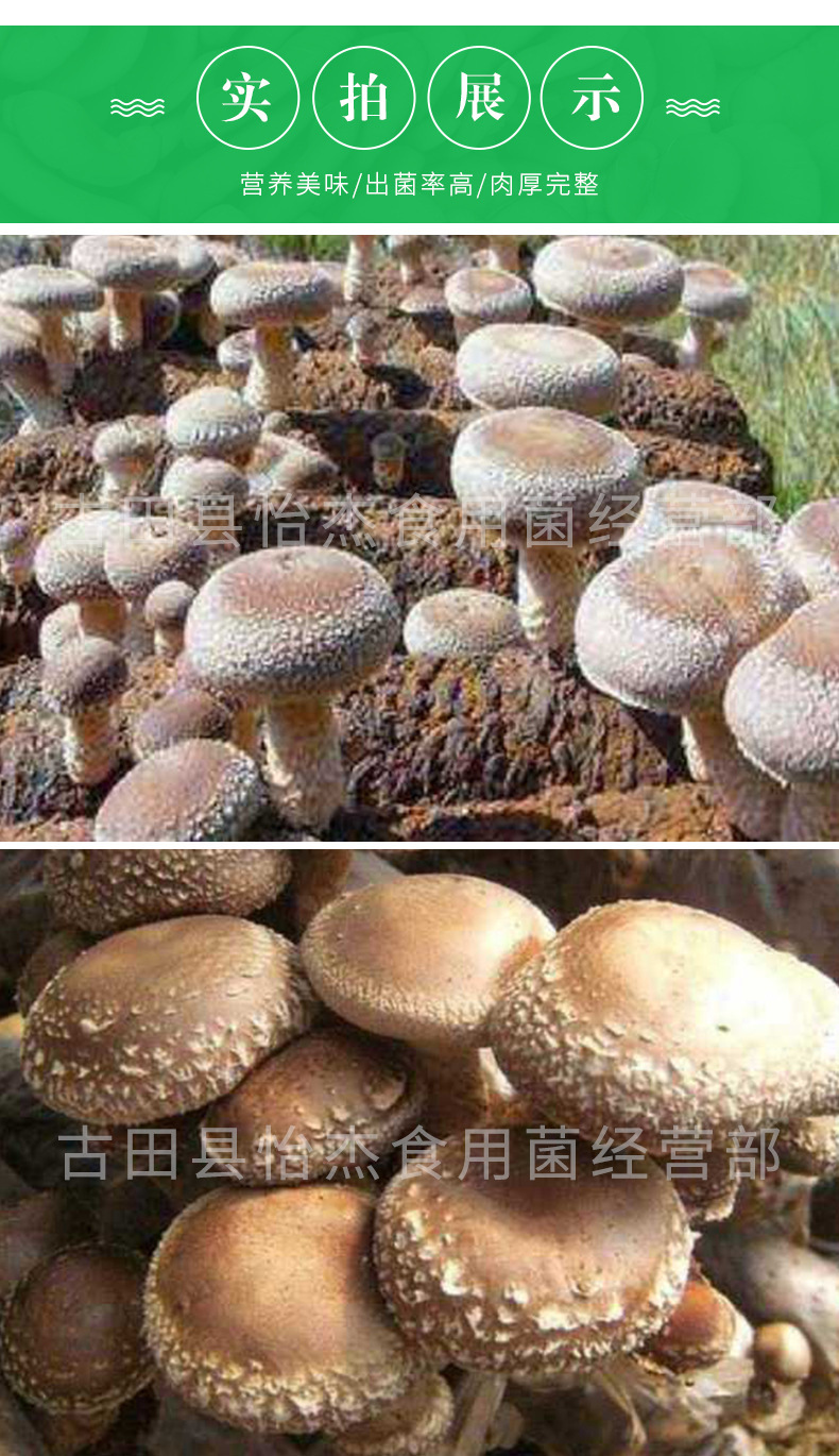 香菇菌种