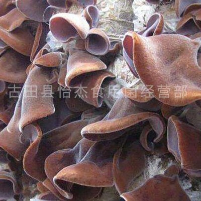 毛木耳批发厂家直销 一件代发高出菇率菌种 家庭种植阳台菌菇种苗