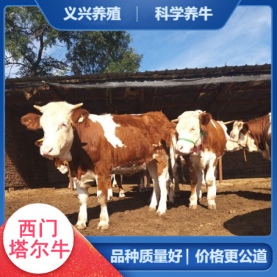 西门塔尔牛犊小母牛 肉牛养殖基地 出肉率高- 义兴养殖