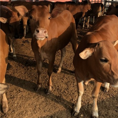 成年鲁西黄牛肉牛犊 改良幼牛 杂交脱温散养 繁殖能力强
