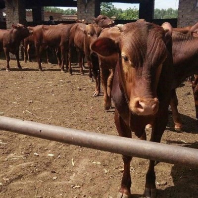 纯种利木赞牛 农家散养肉牛犊 生态养殖 净肉率55%
