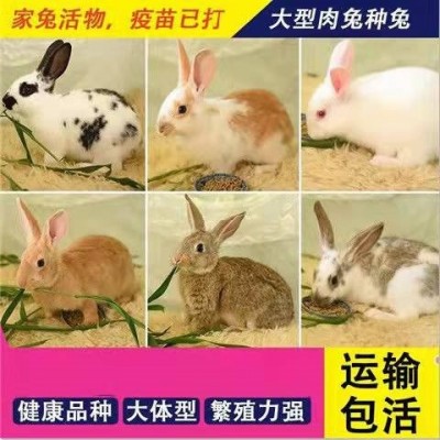 宠物兔养殖观赏 活体宠物 宠物兔价格