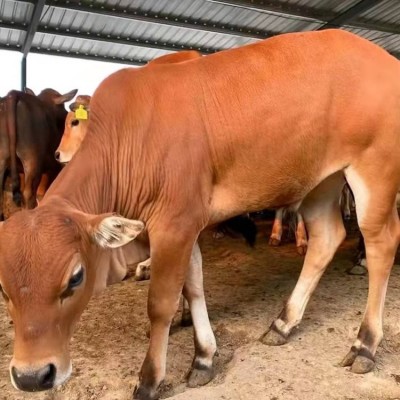 中广牧业 肉牛养殖场 育肥鲁西黄小牛苗出栏 长的快好养活