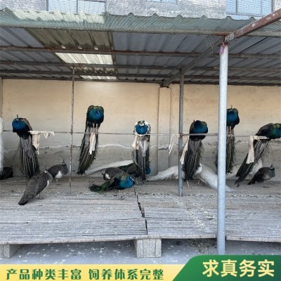 孔雀 公园观赏人工繁育脱温孔雀苗 外形美丽优雅