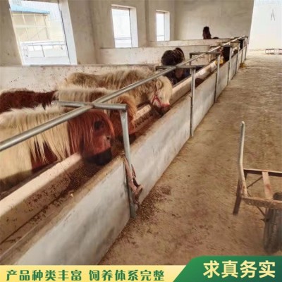 农家散养成年骑乘矮马 景区萌宠小马展览 小巧可爱