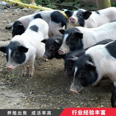 香猪猪苗养殖 散养幼崽公猪 繁殖能力强 生长发育快