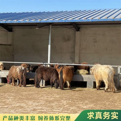景区儿童骑乘矮马 户外观赏拍照 体格迷你 小巧可爱
