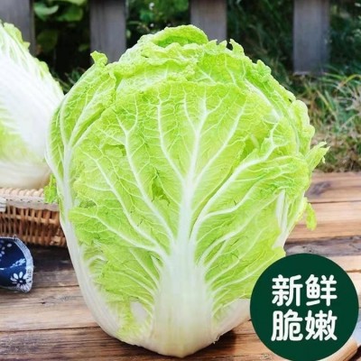 娃娃菜黄菜心小白菜新鲜蔬菜农家自种现摘现发火锅配菜