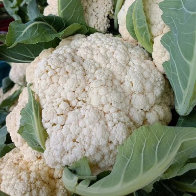 绿花菜批发商 绿色果蔬 散菜花白菜花有机花菜种植基地