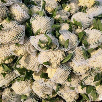 新鲜有机菜花上市 松花菜 白菜花批发 果蔬产地生产
