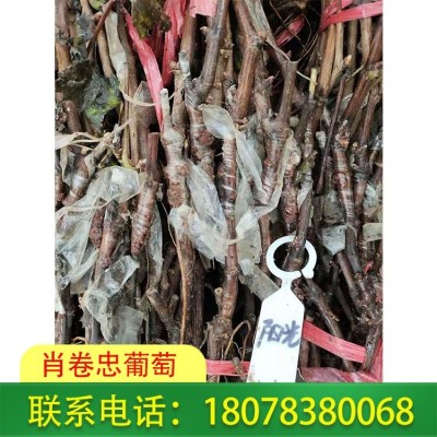 肖卷忠 阳光玫瑰葡萄苗销售 建园时建议选光照好的地方