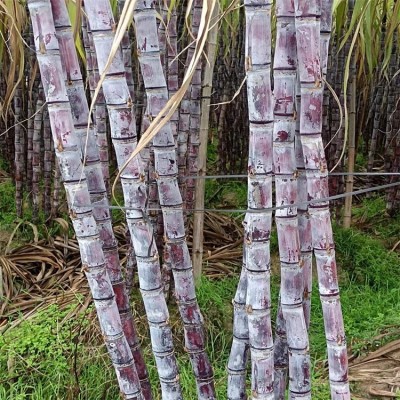 展宏 黑皮甘蔗行情 应季水果甜蔗基地直发 清脆可口