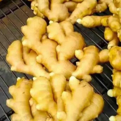 鲜姜品种 采购附近本地生姜 清洗存储小黄姜出售 繁荣供应