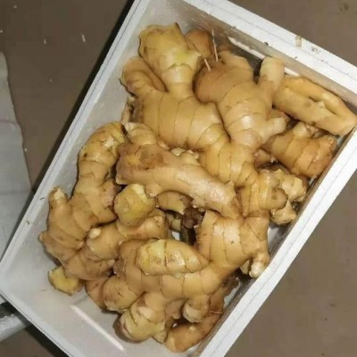 生姜出售 精品大黄姜小黄姜辛辣味美 无断裂 繁荣果蔬基地