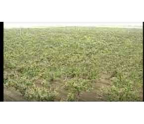 梨树科学农业种植技术 高效栽培关键技术教程