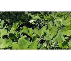 农村种植“花生高产”小技巧，做好4大步骤，粒粒饱满产量翻倍