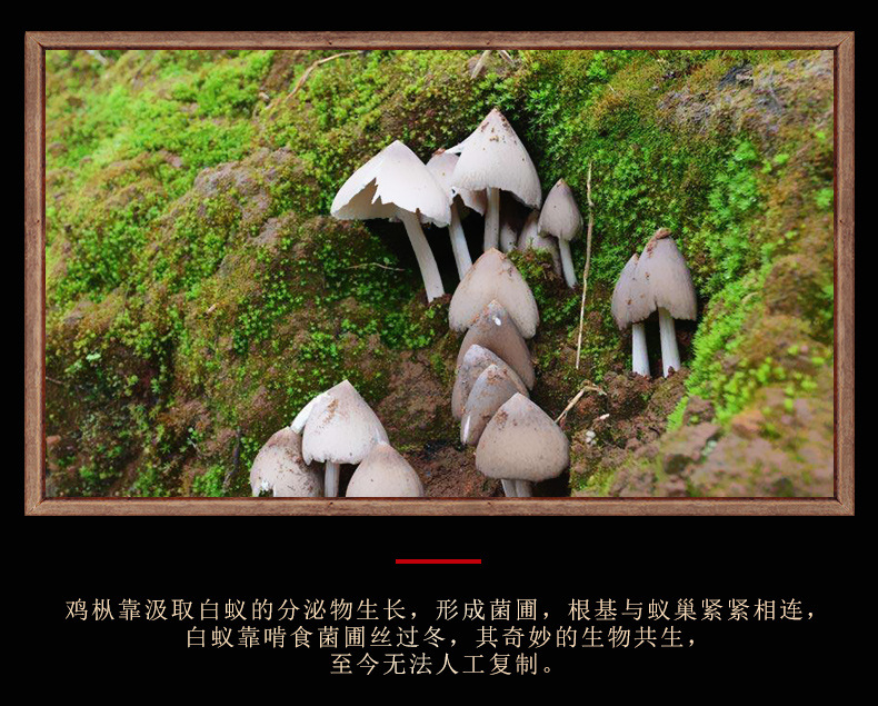 鸡枞油_06.jpg