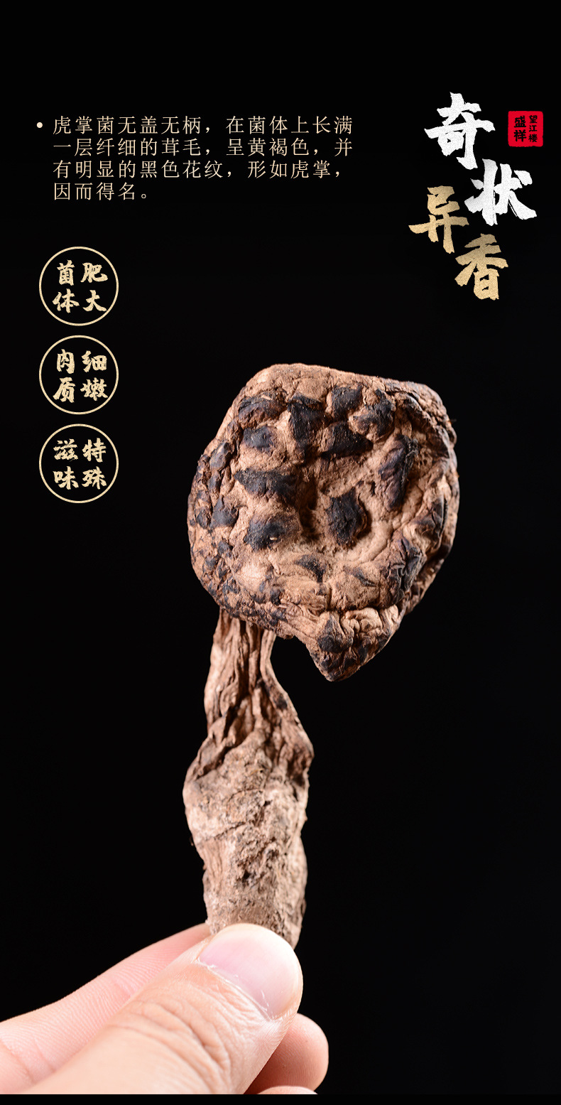 虎掌菌_04.jpg
