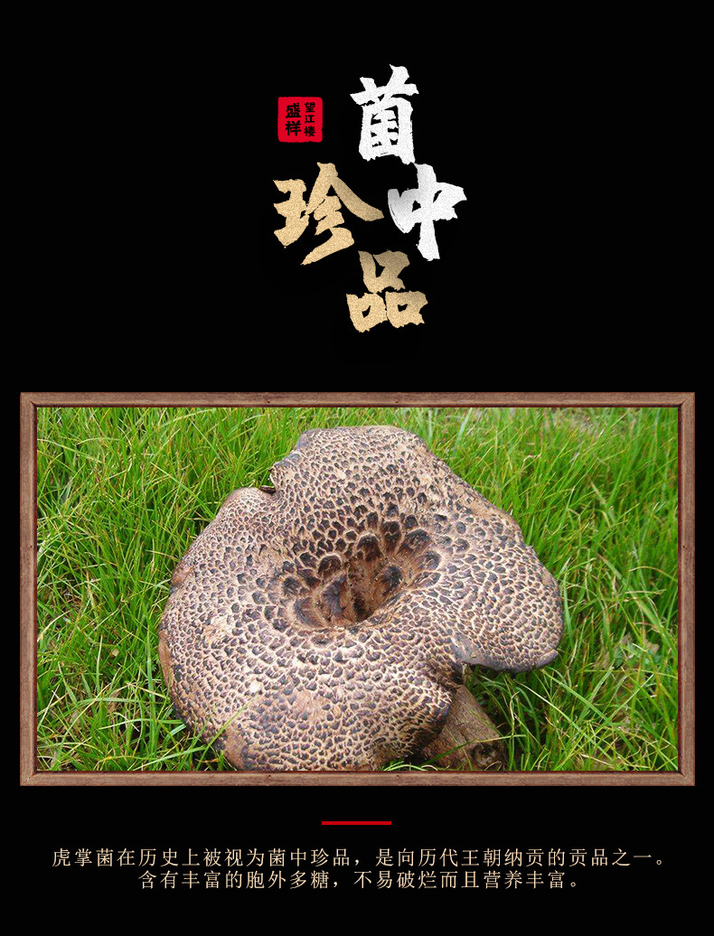虎掌菌_05.jpg