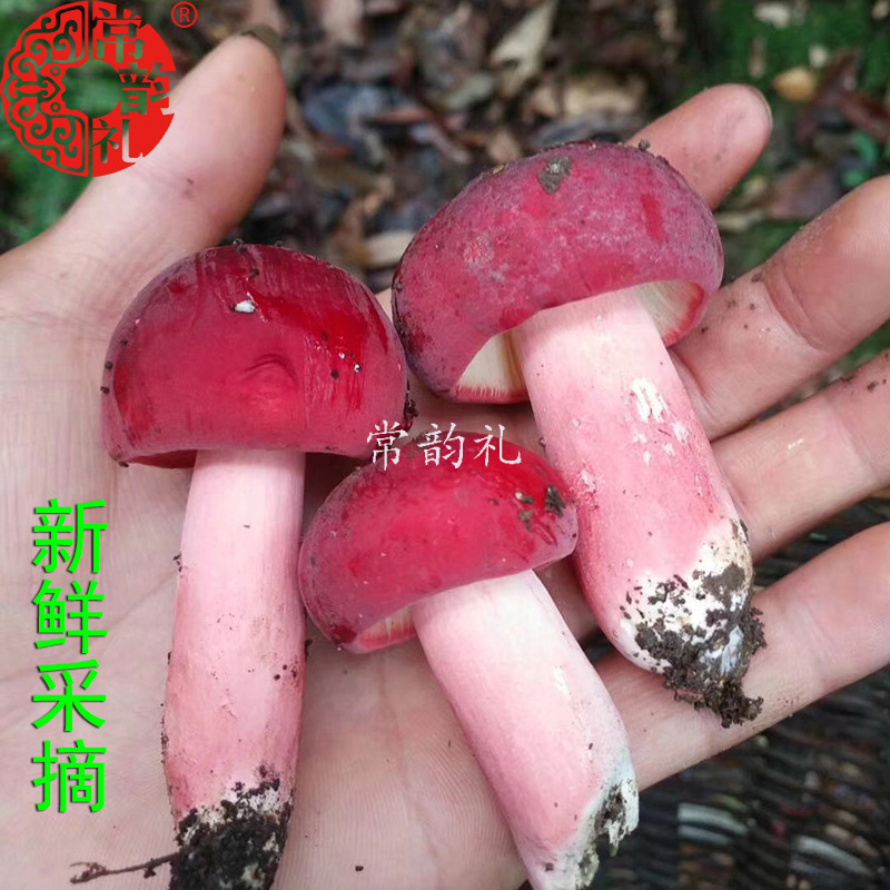 广西一级标菇1.jpg