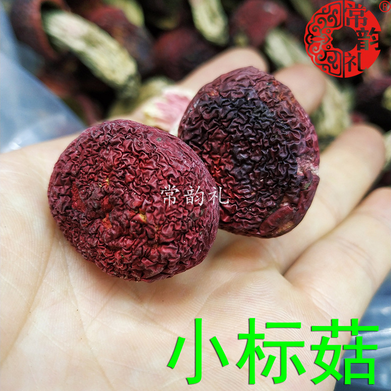 小标菇9.jpg
