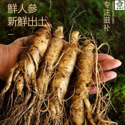 人参长白山人参鲜人参鲜人参泡酒煲汤山参现挖带土鲜参整支直发