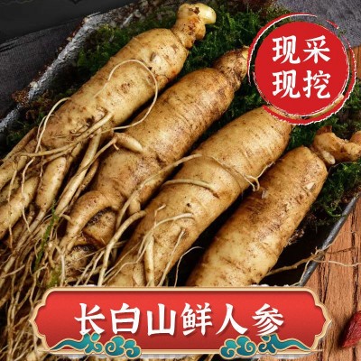 厂家批发东北特产长白山人参量大从优新鲜带土鲜人参泡酒煲汤人参