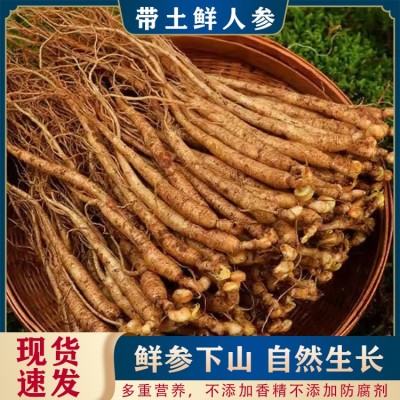 【带土鲜人参】长白山东北特产新鲜人参带土产地货源泡酒煲汤鲜参