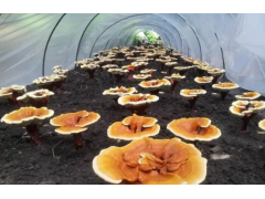 贵州伍英农业科技发展有限公司灵芝种植，灵芝种植技术
