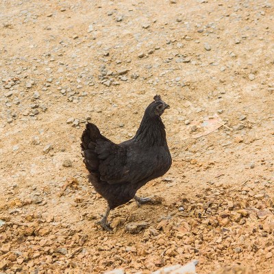 现货供应龙游农家散养母鸡现杀新鲜生鸡肉山林乌鸡厂家供应