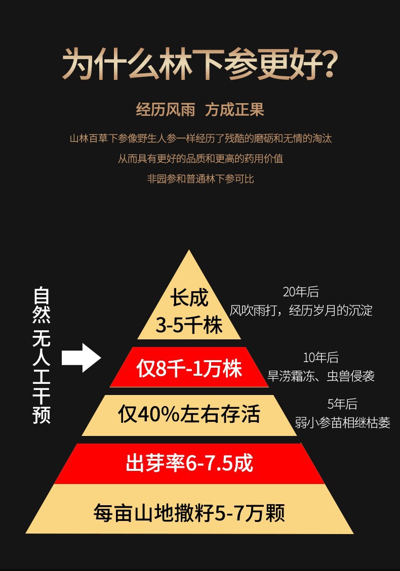 鲜人参导引