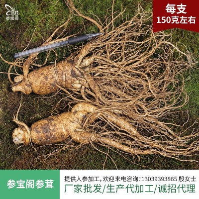 带土鲜参批发 东北特产长白山人参泡酒煲汤参多规格 鲜人参厂家