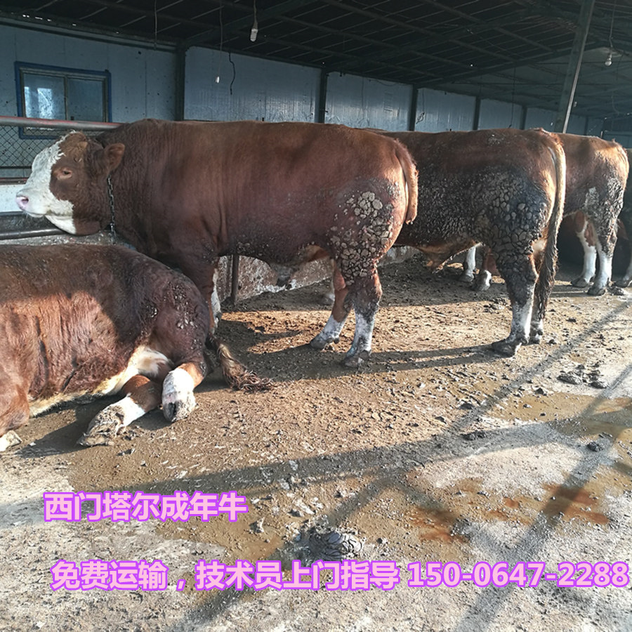 牛2.2