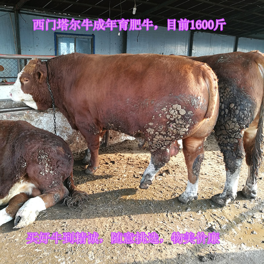 西门塔尔牛11